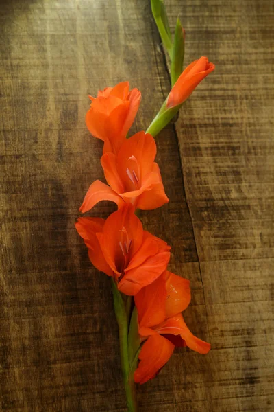 Top View of Branch Gladiolus Flower in Vertical Position — Stock Photo, Image