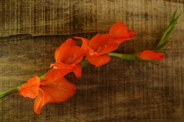 Vista dall'alto del Fiore Gladiolus Branch in Posizione Orizzontale — Foto Stock