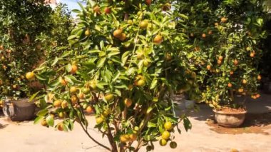 Olgunlaşmış meyve mandalina