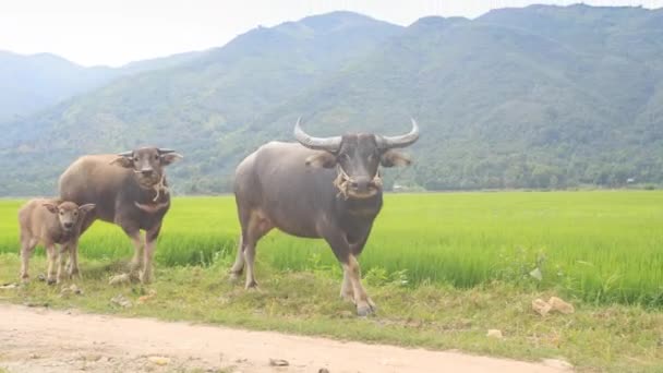 Buffalo animals with bull-calf — Stock Video