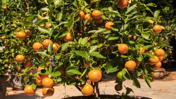 Ripe tangerine fruits — Stock Video