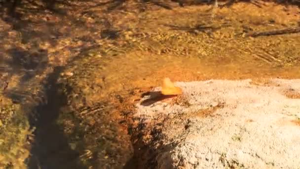 Mariposa sentada sobre roca — Vídeo de stock
