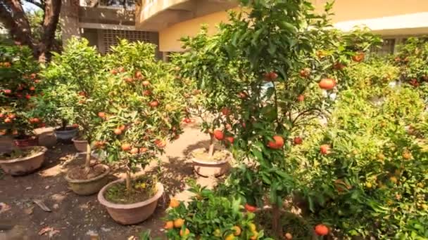 Fruits à la mandarine mûrs — Video