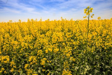 güzel portre sarı çiçek alanında Kolza çiçekleri