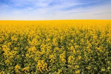 çiçeği alanında sarı kolza tohumu