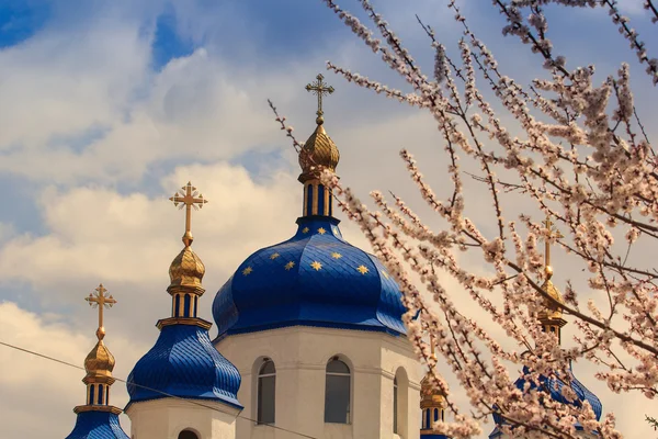 Православні церковні куполи на тлі блакитного неба, що квітуть абрикосової гілки — стокове фото