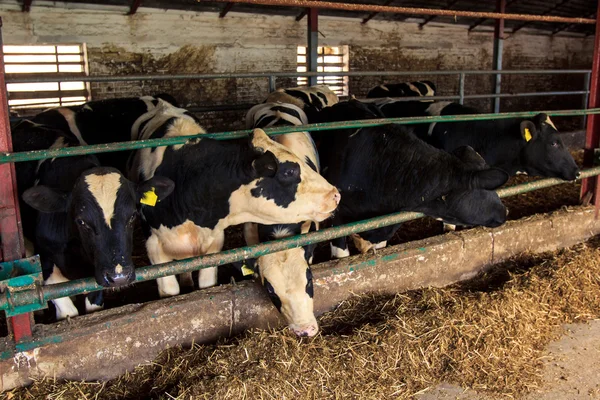 Black-white milch cows eat hay behind barrier — Stock Photo, Image