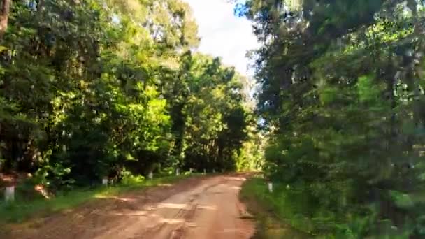 Estrada florestal verde — Vídeo de Stock