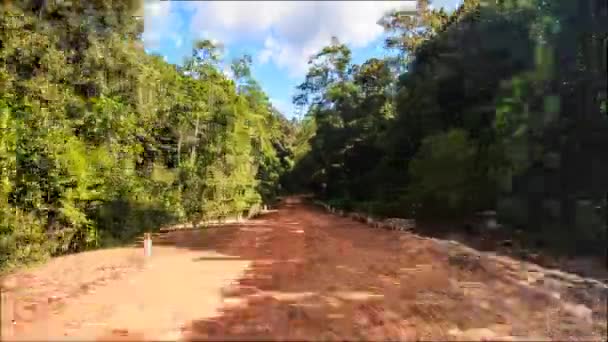 Estrada florestal verde — Vídeo de Stock