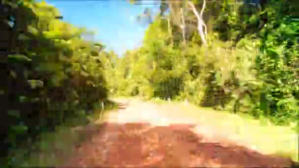 Zelené lesní cesta — Stock video