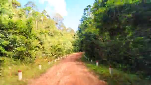 Zelené lesní cesta — Stock video