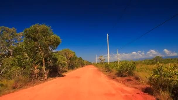 Estrada florestal verde — Vídeo de Stock