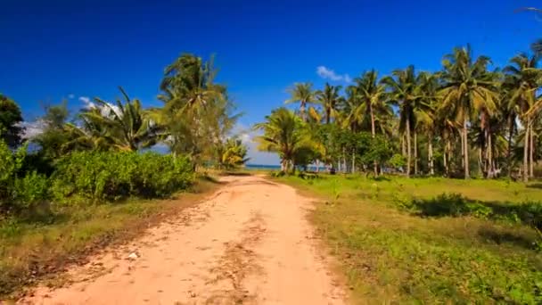 Camino verde del bosque — Vídeo de stock