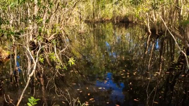 Bäume bei Frühjahrshochwasser im Wasser — Stockvideo