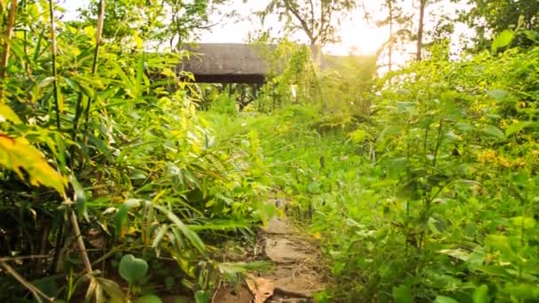 Parque de la selva verde tropical — Vídeos de Stock