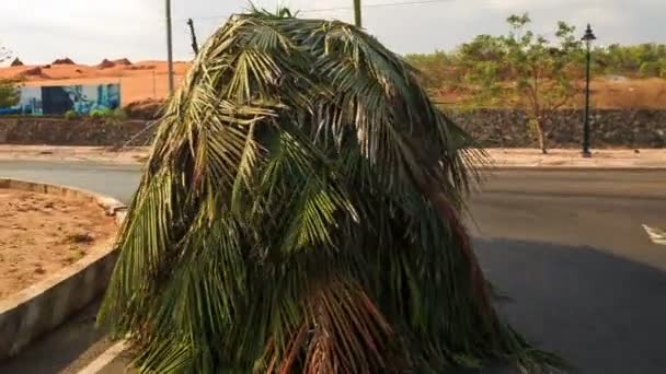 Hommes livrant des feuilles de palmier — Video