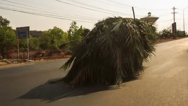 Män att leverera palmblad — Stockvideo