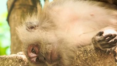 Maymun zararlıları arkadaş kafasına istiyor