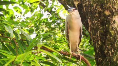 Gri sığır balıkçıl ağaçta oturuyor 