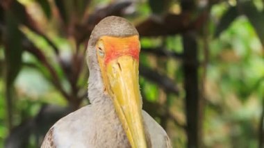 Büyük turuncu Gaga ile Sandhill Crane