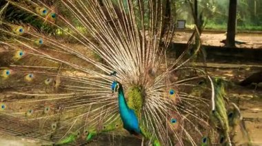 Büyük renkli tavuskuşu