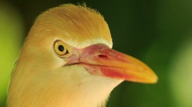 küçük portakal ak balıkçıl