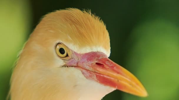 Petite aigrette orange — Video