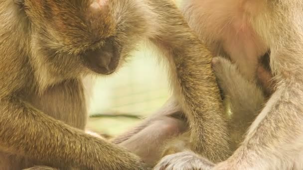 Monkey seeks pests on friend hair — Stock Video