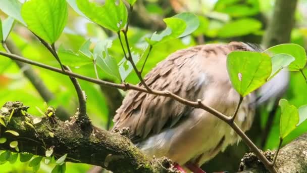 Tortora grigia scura — Video Stock