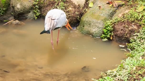 Siberische kranen zoekopdrachten voedsel — Stockvideo