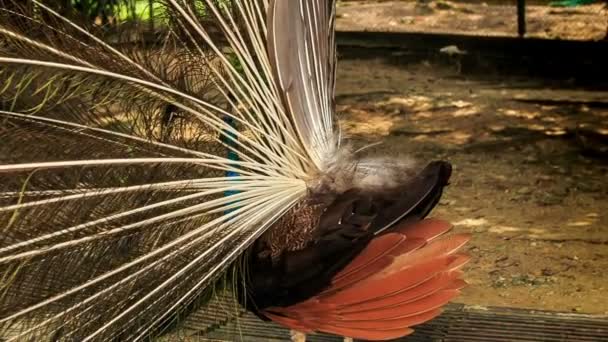 Grand paon coloré avec queue dans le parc 