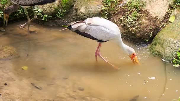 Siberian Cranes searches food — Stock Video
