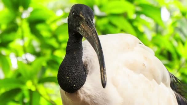 Cigogne avec tête noire et bec lourd — Video