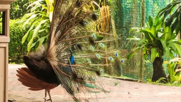 Grand paon coloré avec queue dans le parc 