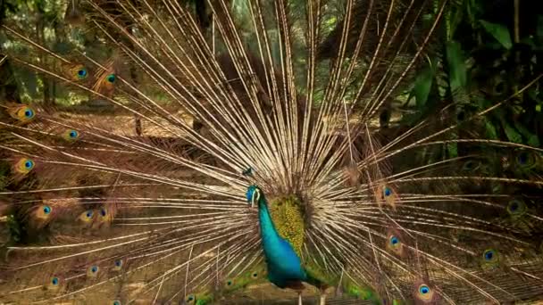 Stora färgglada peacock — Stockvideo