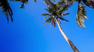 Kamera yüksek palms taşır 