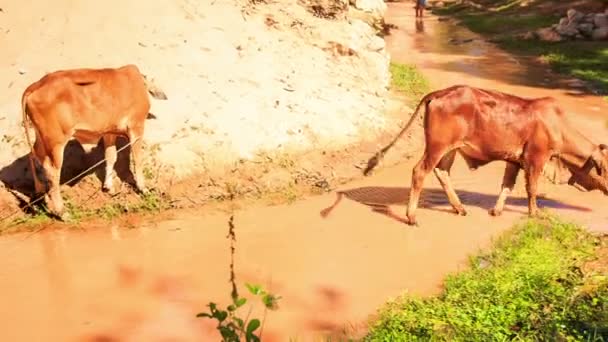 Gros plan taureaux traversent le ruisseau de la fée — Video