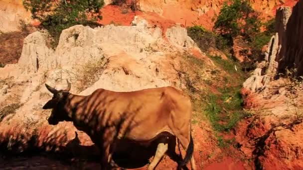 Бурый бык идет к ручью Фей — стоковое видео