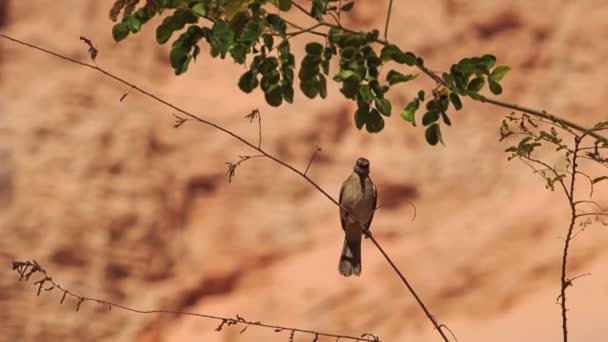 Pequeño pájaro se sienta en rama delgada — Vídeos de Stock