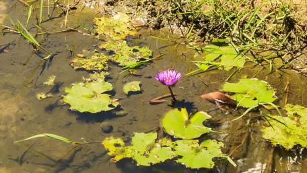 Flor de loto rosa y hojas — Vídeo de stock