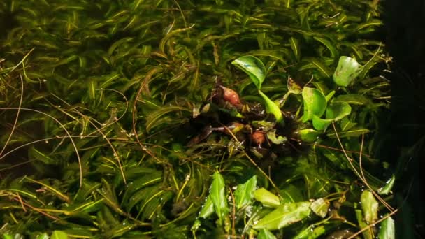 Primeros planos hojas de plantas de flores de agua — Vídeos de Stock