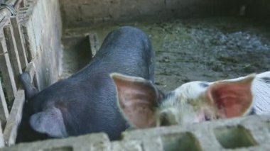 Kirli domuz çayırlarında iki siyah benekli domuzcuğun manzarası.