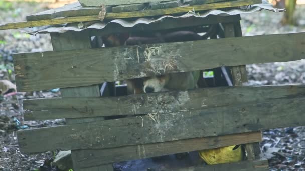 Deux jeunes chiens heureux s'amusent dans la maison de chien en bois — Video