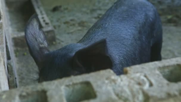 Vue de dessus gros plan sur deux jeunes cochons noirs et tachetés dans des porcelets sales paddock — Video