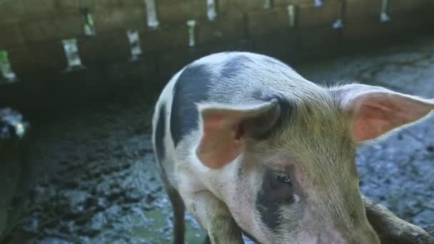 Duży dorosły biały plamisty świnia umieścić brudny pysk w kamera stojąc na paddock ogrodzenia — Wideo stockowe