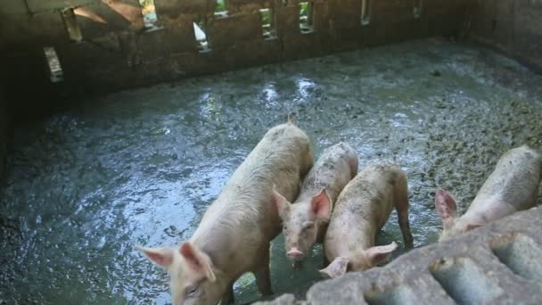 Вид зверху на багато дрібних білих плямистих свиней, що працюють в брудному пір'їнському колодці — стокове відео