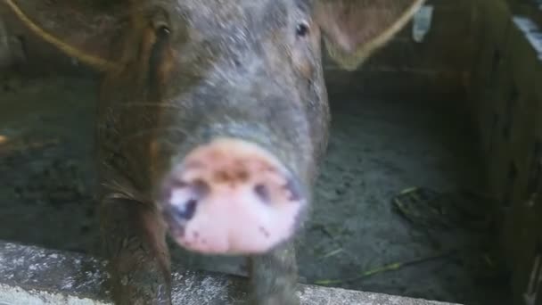 Closeup adult brown hairy sow put his dirty snout at camera stand on paddock fence — Stock Video