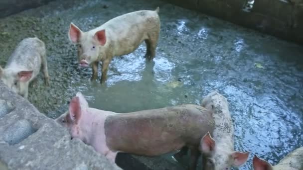 Вид зверху крупним планом на багатьох маленьких білих плямистих свиней, що працюють в брудному поросяті — стокове відео