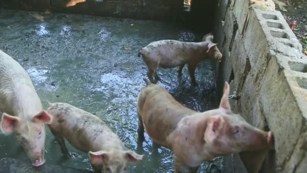 흰 반점있는 많은 작은 돼지 새끼들이 더러운 돼지 방목장에서 식사하는 모습 — 비디오