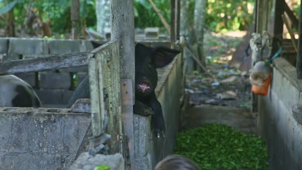 Zoom arrière à partir de gros noir porc stand sur paddock clôture à blond fille nourrir petits porcelets — Video